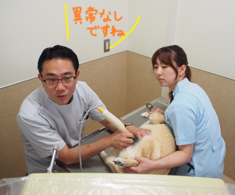 20160619_2_ふかつ動物病院 糸島市 動物病院