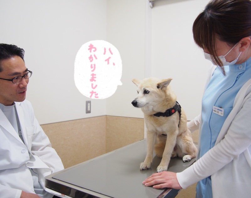 20190520_3_ふかつ動物病院 糸島 いとしま 犬 猫 動物病院