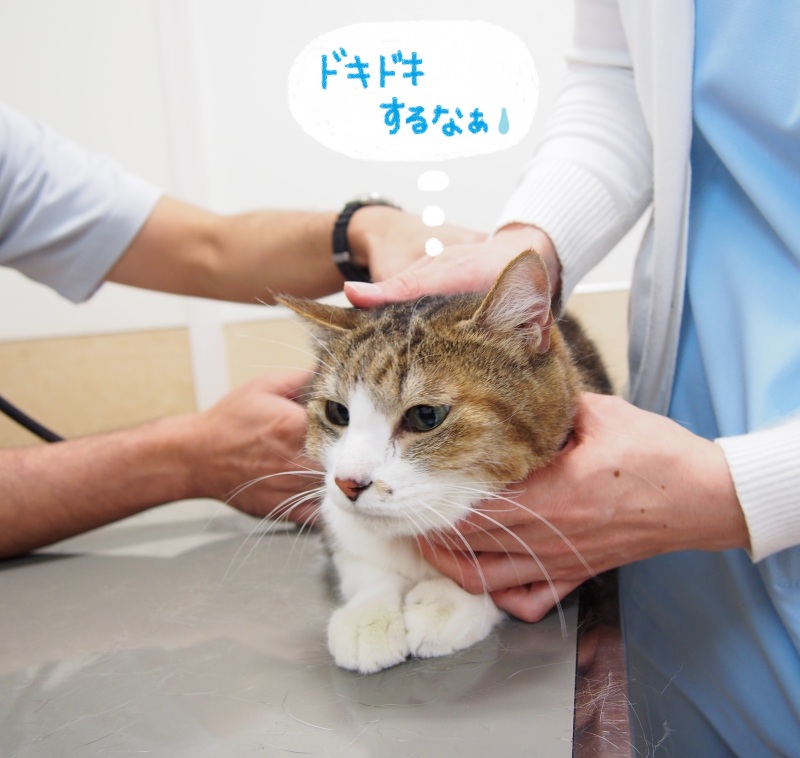 20191111_1_ふかつ動物病院 糸島 いとしま 犬 猫 動物病院