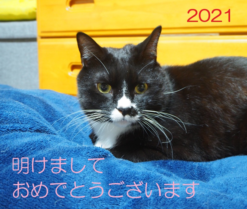 20210104_1_ふかつ動物病院 糸島 いとしま 犬 猫 動物病院
